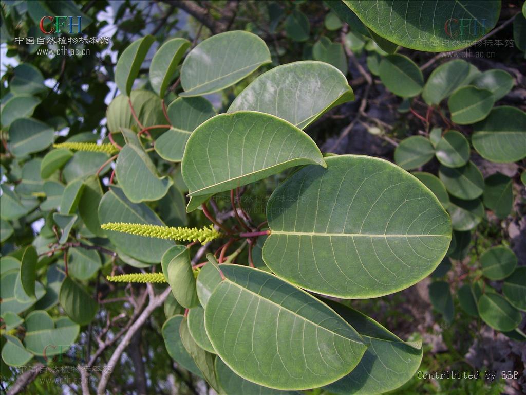 烏桕的葉和花序 烏桕的葉和花序