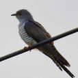 大杜鵑(鳥綱動物)
