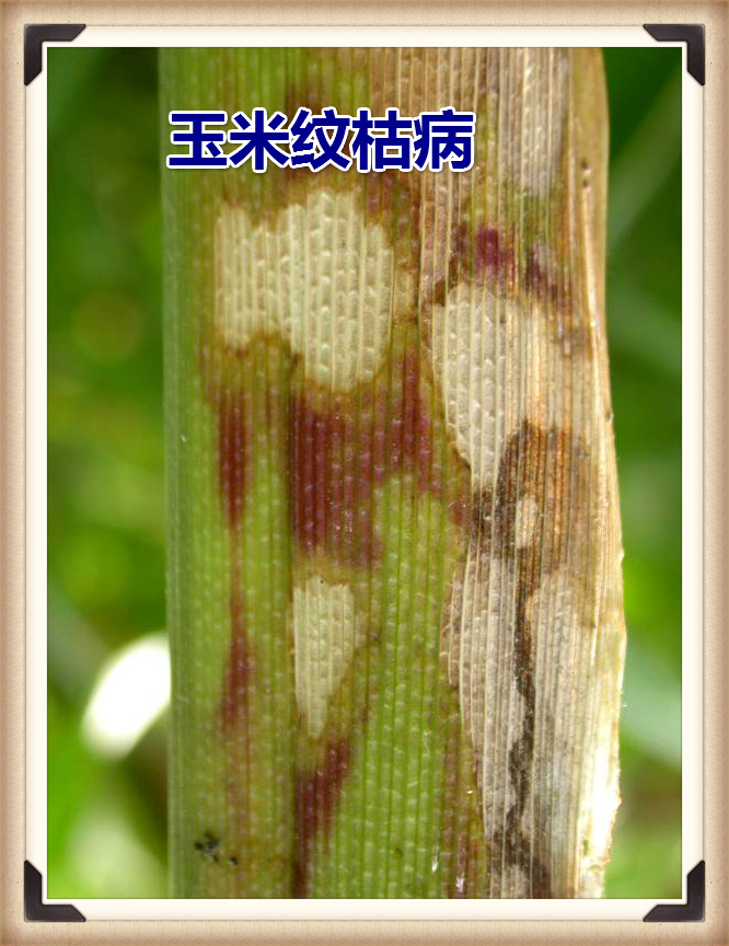 玉米(禾本目禾本科植物) 玉米(禾本目禾本科植物)
