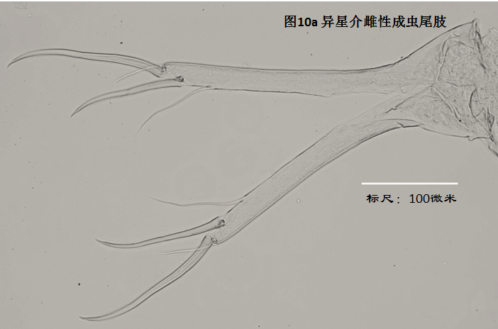 圖10a 圖10a