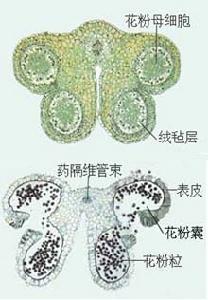 雄蕊發育與結構 雄蕊發育與結構