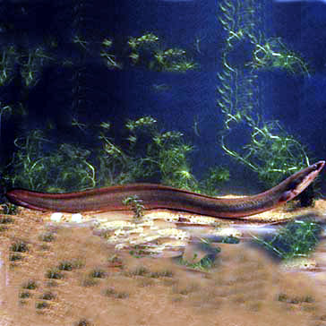 鰻魚 鰻魚