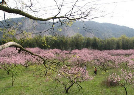 吉水桃花島 吉水桃花島