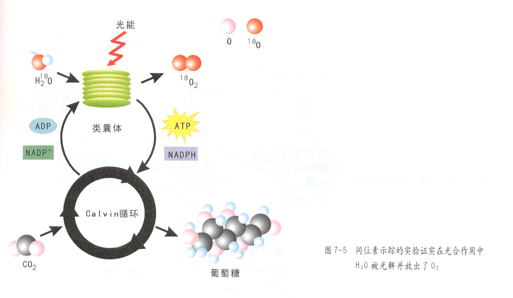 新陳代謝 新陳代謝