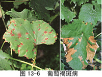 葡萄(葡萄屬植物) 葡萄(葡萄屬植物)