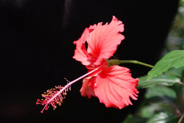 觀賞花卉 觀賞花卉