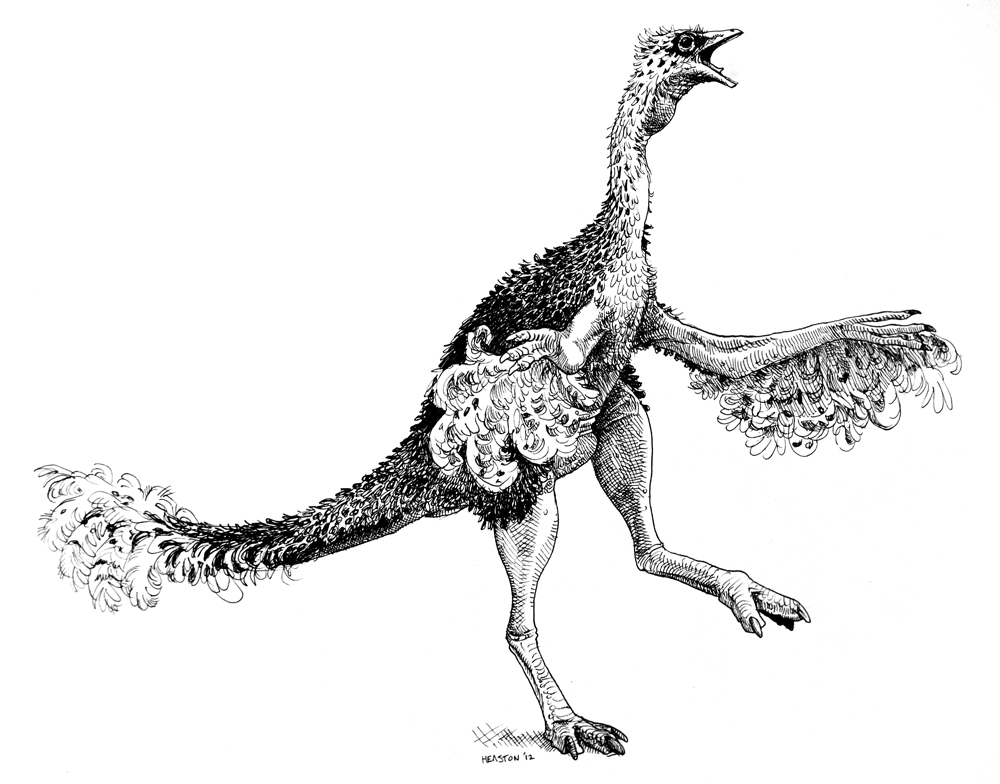似鳥龍 似鳥龍