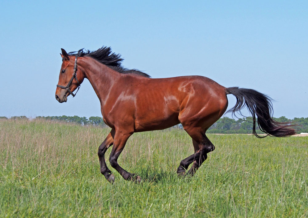 馬
