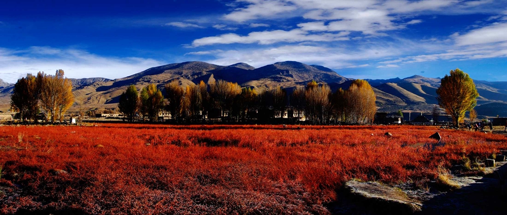 稻城亞丁紅草地 稻城亞丁紅草地