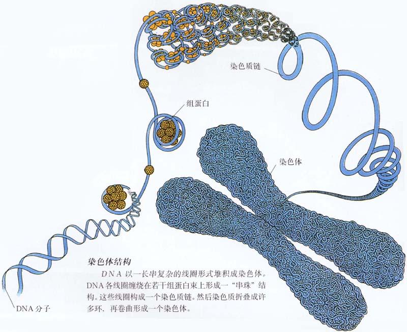 染色體結構圖 染色體結構圖