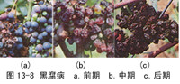 葡萄(葡萄屬植物) 葡萄(葡萄屬植物)