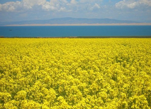 油菜籽 油菜籽