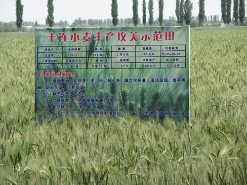 春小麥 春小麥