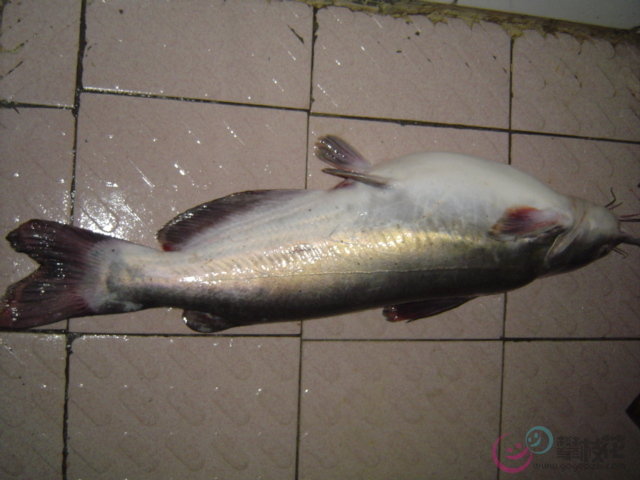 黃顙魚 黃顙魚