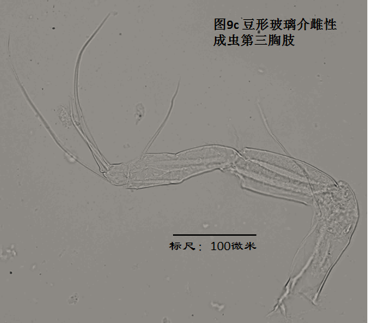 圖9c 圖9c