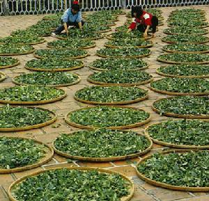 烘青綠茶 烘青綠茶