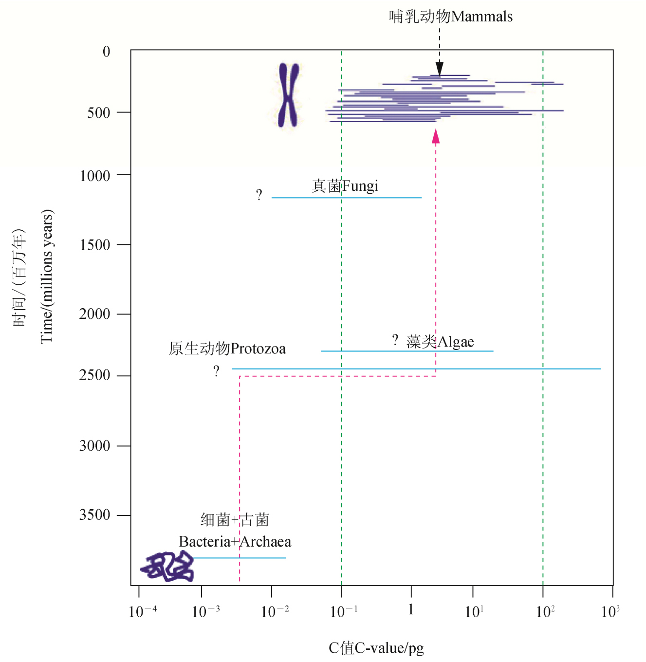 平均來說,真核生物的c值比原核生物高約3.5個數量級 平均來說,真核生物的c值比原核生物高約3.5個數量級