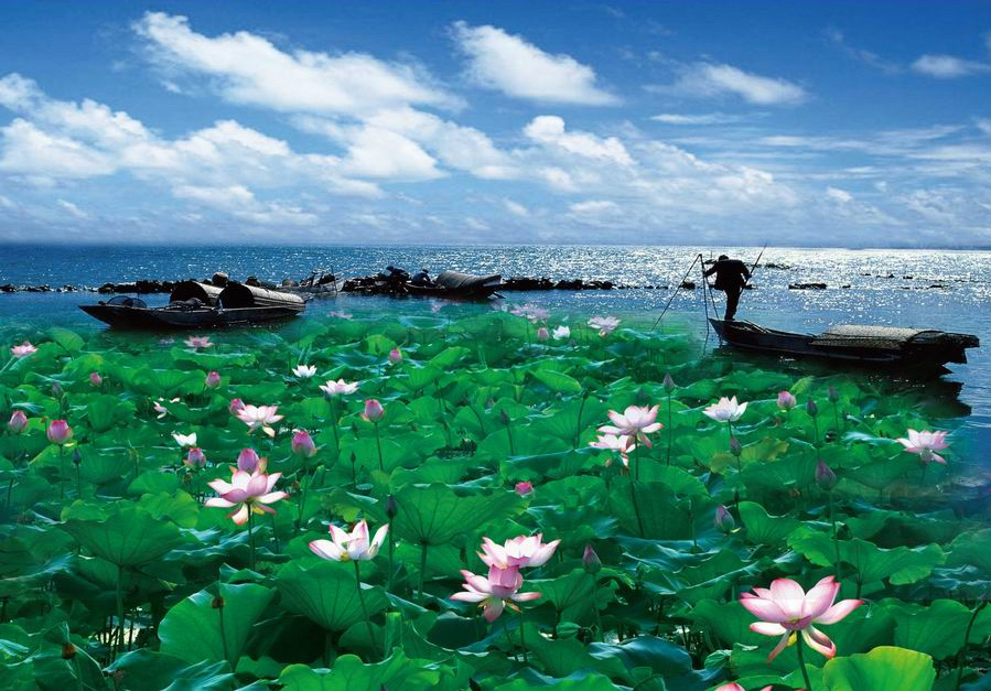 洪湖風光 洪湖風光