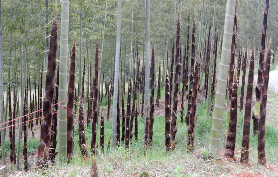 峨邊竹筍產地環境 峨邊竹筍產地環境