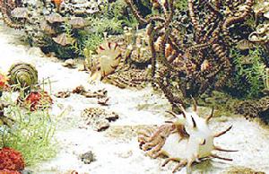 二疊紀的生物 二疊紀的生物