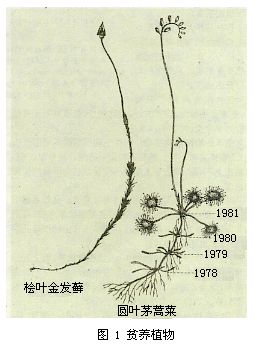 貧養殖物——圓葉茅膏菜 貧養殖物——圓葉茅膏菜