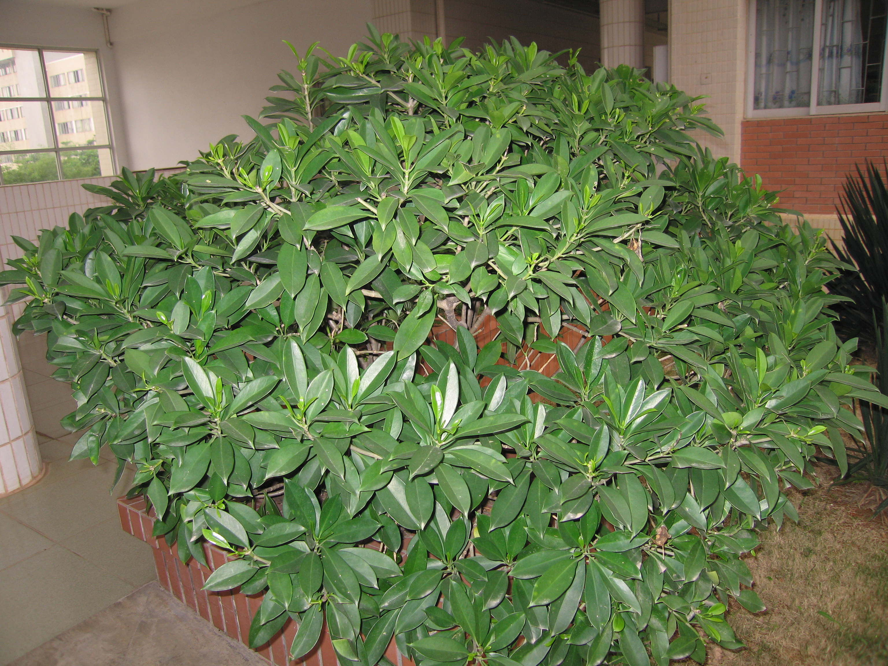 藥用植物(醫藥學術語)