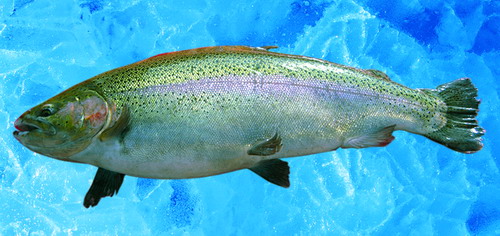 賽里木湖冷水魚 賽里木湖冷水魚
