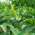 烏桕(大戟目大戟科植物)
