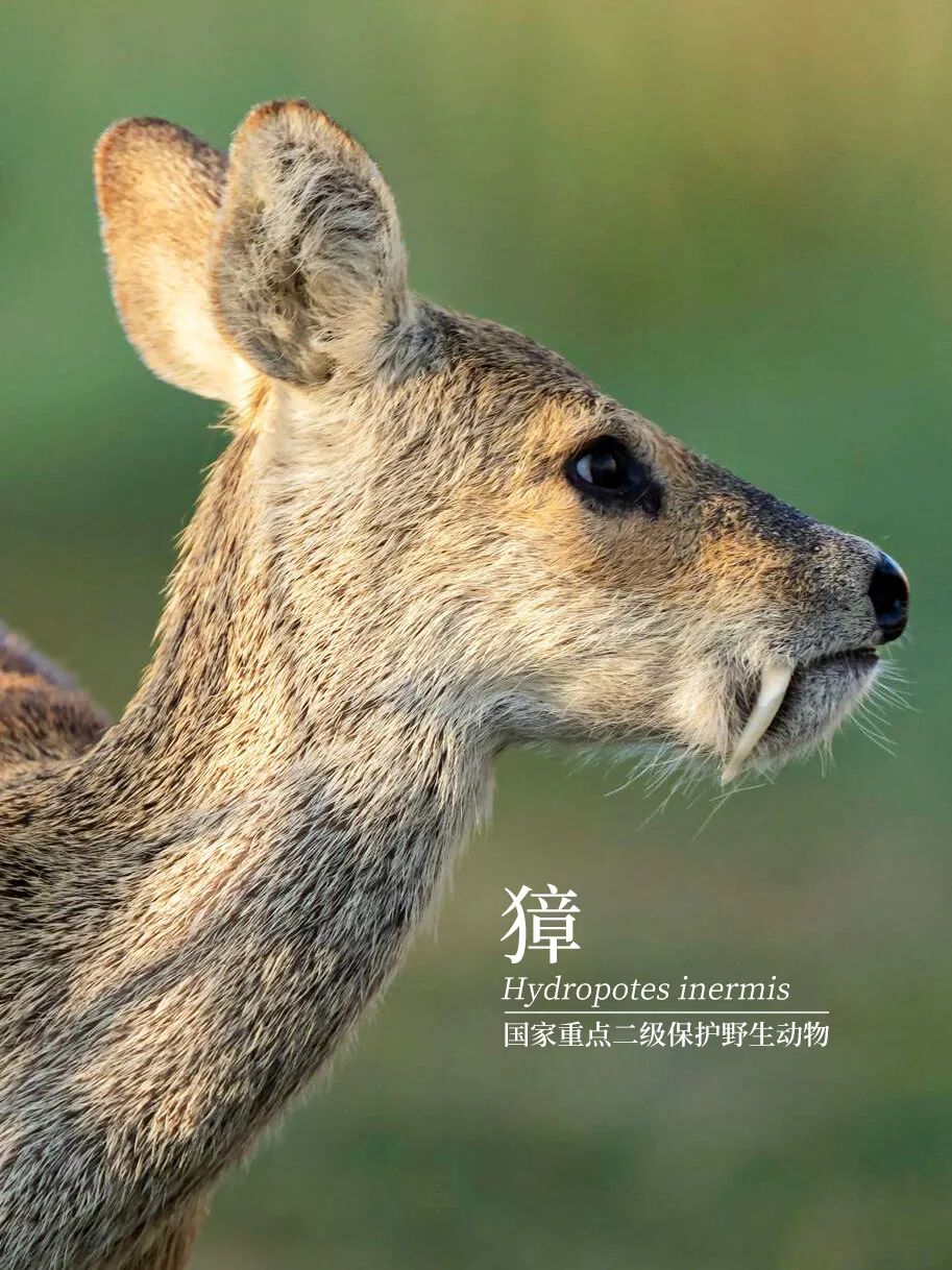 看！中國最壯麗的動物奇觀