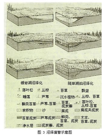 沼澤演替示意圖 沼澤演替示意圖