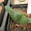 恐龍(百合科沙魚掌屬植物)