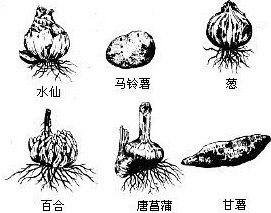 植物營養繁殖 植物營養繁殖