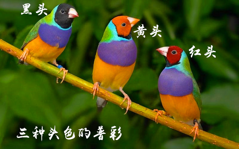 七彩文鳥 七彩文鳥