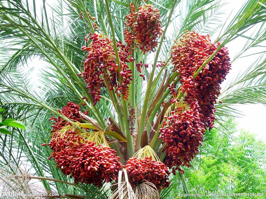 椰棗 椰棗