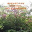 花旗木
