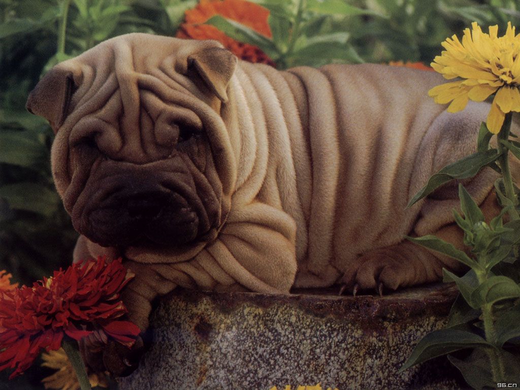 沙皮犬 沙皮犬