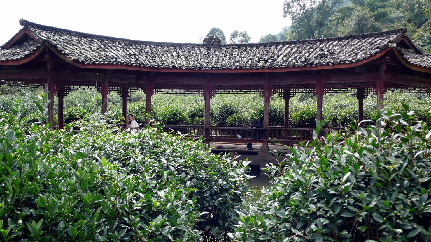 蒙頂茶 蒙頂茶