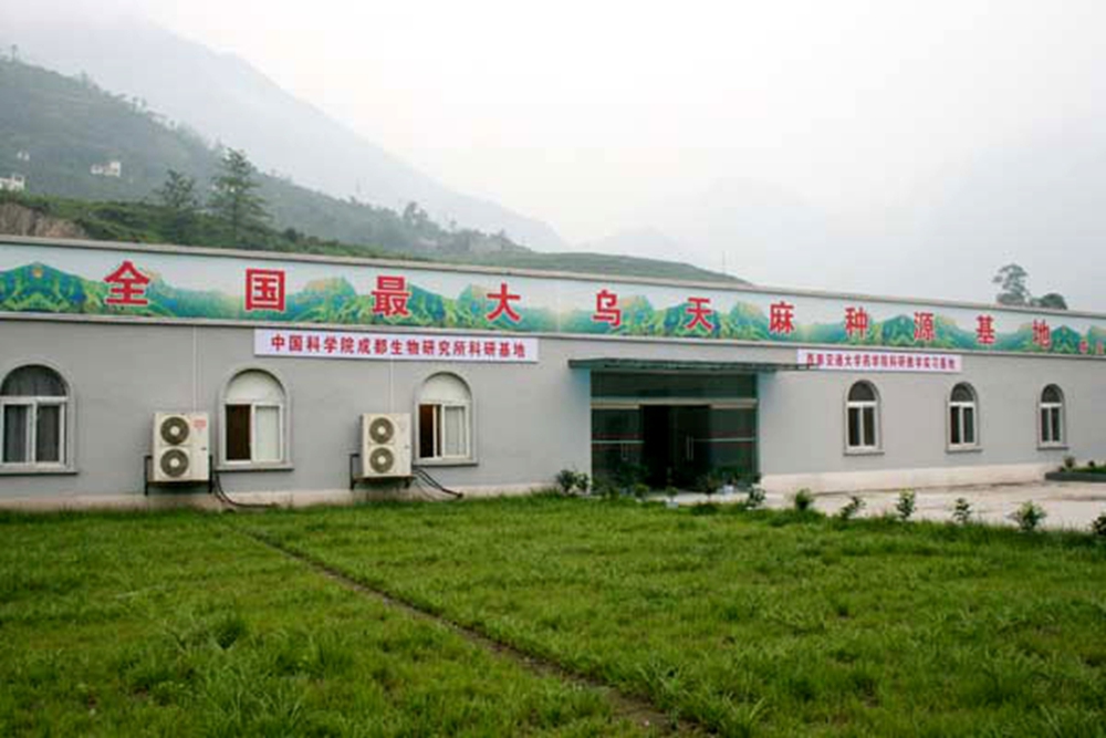 金口河烏天麻 金口河烏天麻