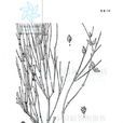 麻黃(麻黃目麻黃科植物)
