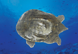 甲魚 甲魚