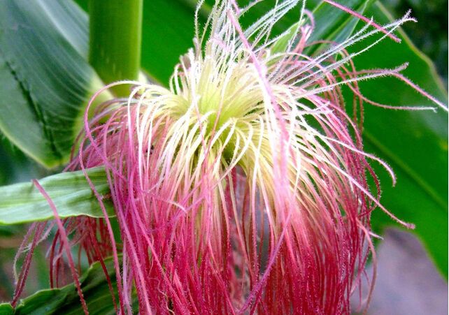 玉米(禾本目禾本科植物) 玉米(禾本目禾本科植物)
