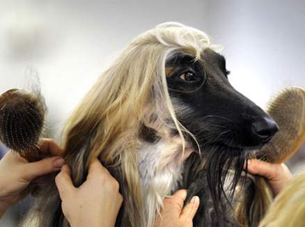 阿富汗獵犬