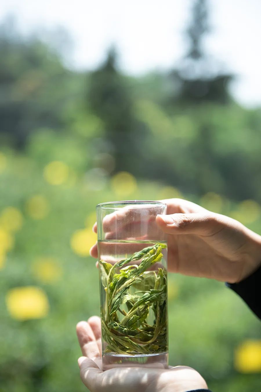 茶不會說話，卻足以治癒所有