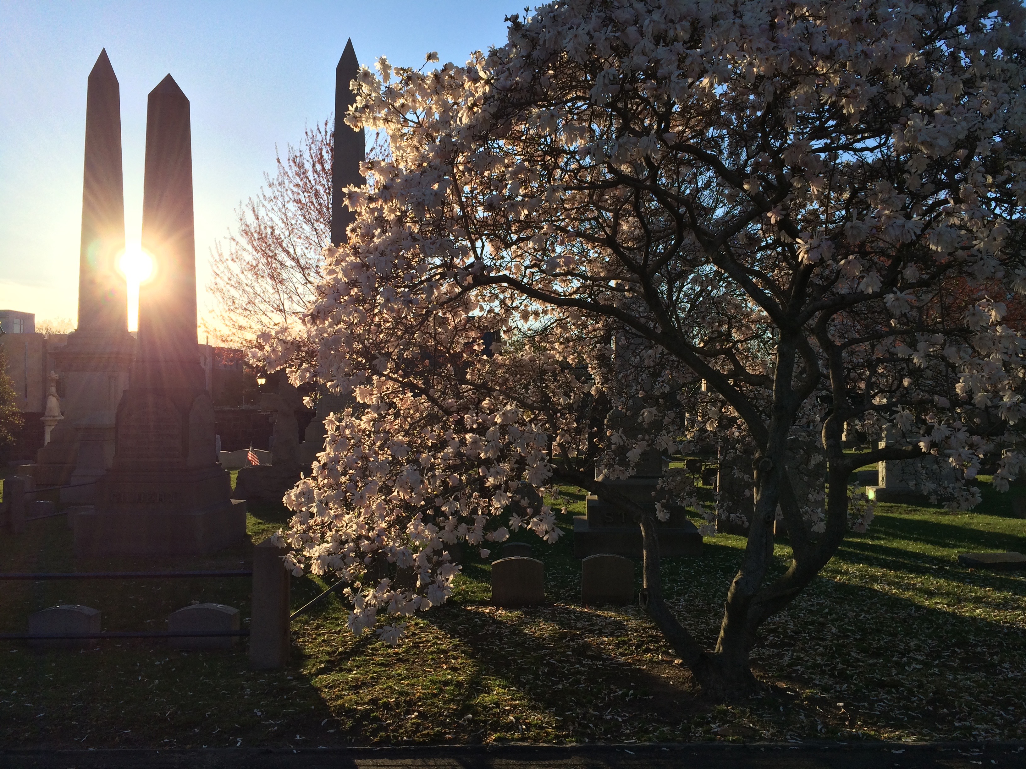耶魯春光： the spring in new haven