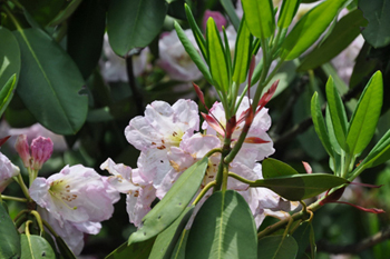 天台山杜鵑花 天台山杜鵑花