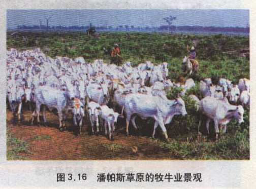 潘帕斯草原的牧牛業景觀 潘帕斯草原的牧牛業景觀
