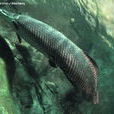 淡水魚