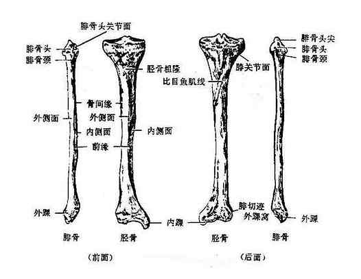脛骨