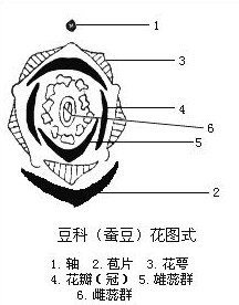 豆科(蠶豆)花圖式 豆科(蠶豆)花圖式