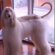 阿富汗獵犬